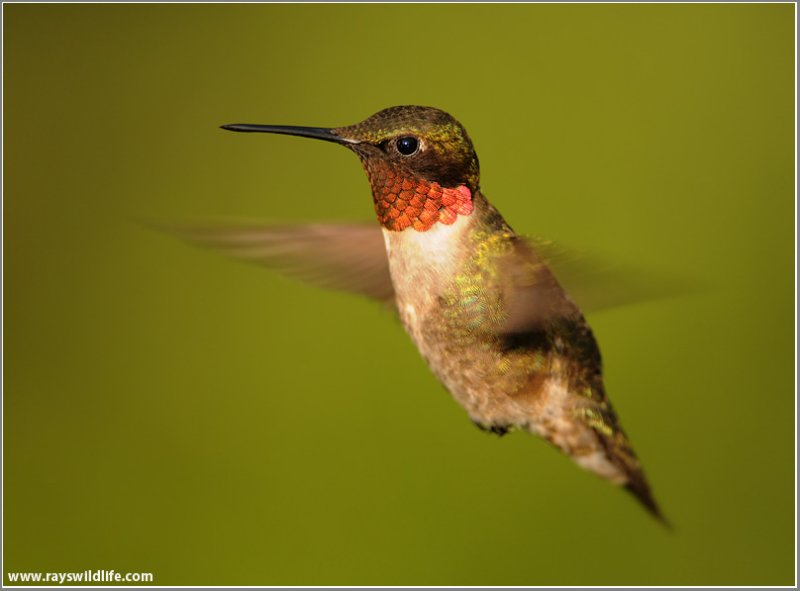 Ruby-throated Hummingbird 12