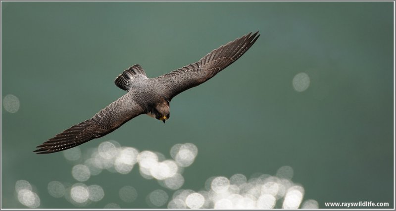 Peregrine Falcon 2