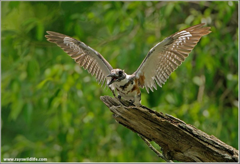 Belted Kingfisher 36