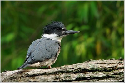 Belted Kingfisher 37