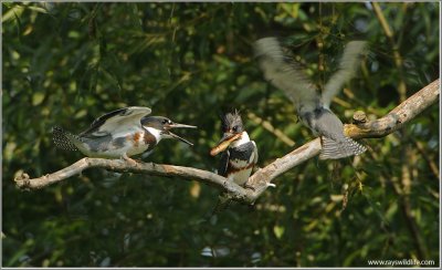 Belted Kingfisher Family 39