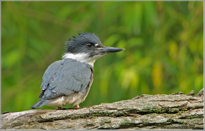 Belted Kingfisher 40
