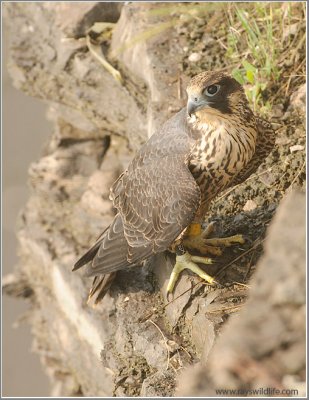 Young Peregrine on a cliff 39