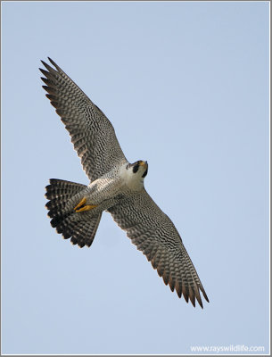 Peregrine Falcon 46