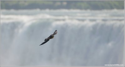 Peregrine Falcon over Niagara 48