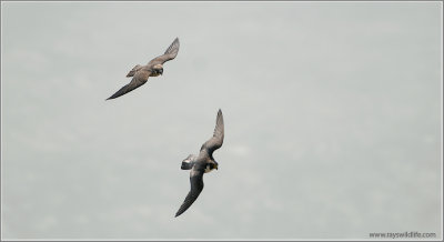 Young Peregrines in Chase 51