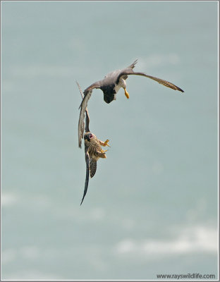  Young Peregrine Falcon chasing an Adult 54