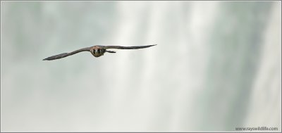 Peregrine Falcon over Niagara 55