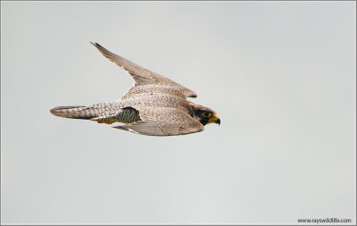 Peregrine Falcon in Flight 56