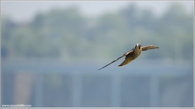 Peregrine Falcon over Niagara 57