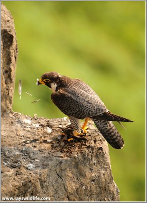 Peregrine Falcon on Feather Duty 59
