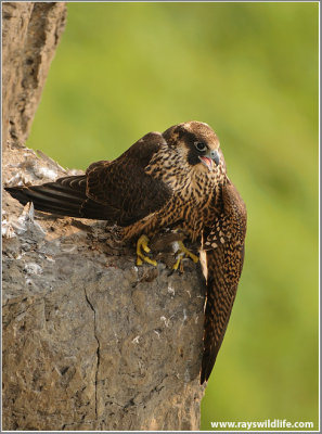 Young Peregrine on a Kill 60