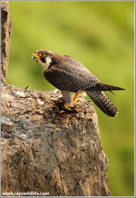 Adult Peregrine with Kill 61