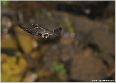 Peregrine Falcon in Flight 62