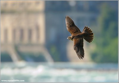 Peregrine Falcon in Flight 65