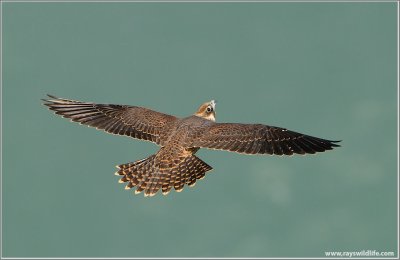 Peregrine Falcon in Flight 67