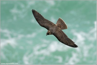 Peregrine Falcon in Flight 69