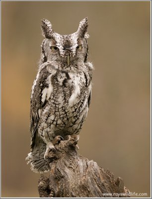 Screech-Owl (captive)