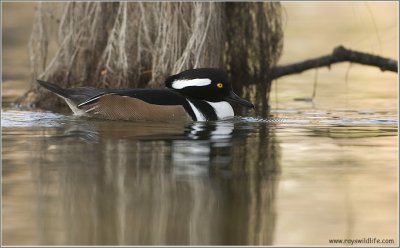 Hooded Merganser