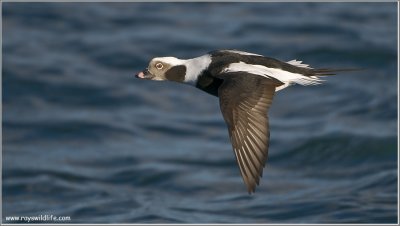 Long-tailed Duck 26