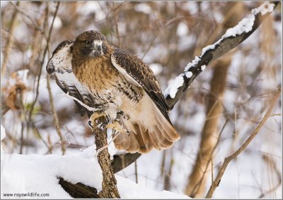 Gorans Red-tailed Hawk  (captive)