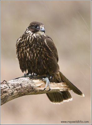 Faris's Falcon  (captive)