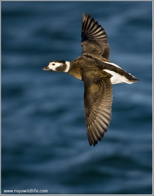 Long-tailed Duck in Flight 30