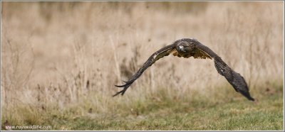 Goran's Red-tailed Hawk  (captive)
