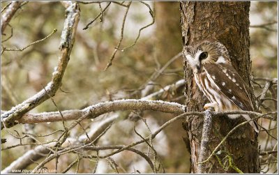Saw-whet Owl second edit 14