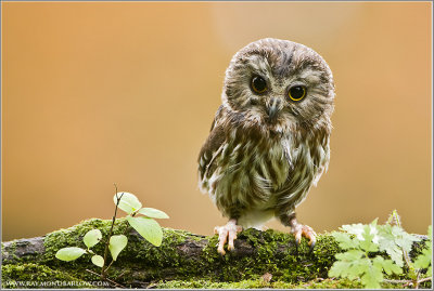 Saw-whet Owl ... Captive
