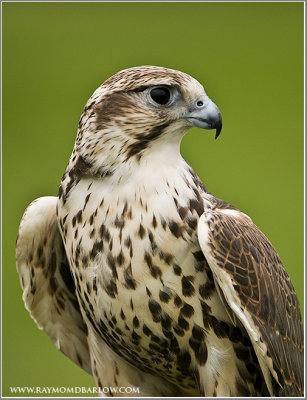 Saker falcon  (captive)