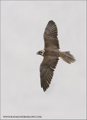 Saker falcon  (captive)