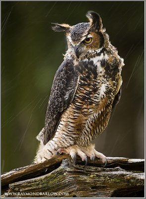 Great Horned Owl   (captive)