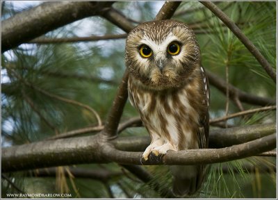 Saw-whet  Owl