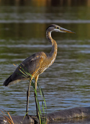 Great Blue Heron 14