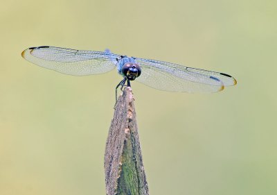 Dragonfly 5