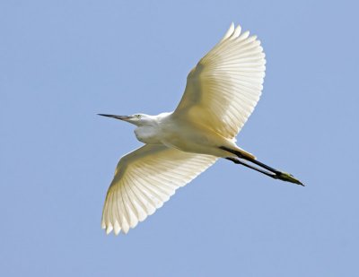 Little Egret 1