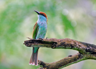 Blue-throated Bee-eater 1