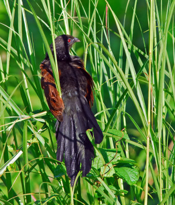Philippine Coucal 1