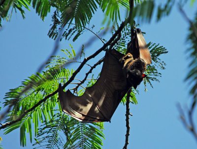Giant Fruit Bat 3