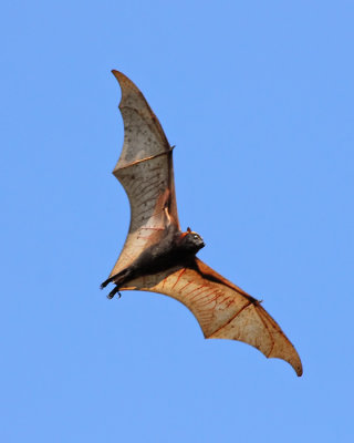 Giant Fruit Bat in Flight 2