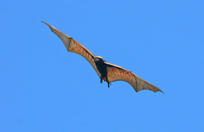 Giant Fruit Bat in Flight 1