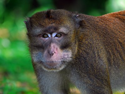 Philippine Macaque 3