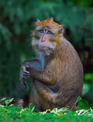 Philippine Macaque 1