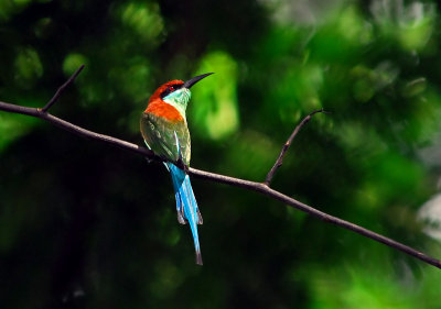 Blue-throated Bee-eater 2