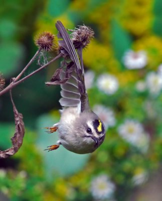 Golden Crowned Kinglet 4