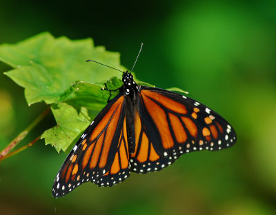 Monarch Butterfly 32