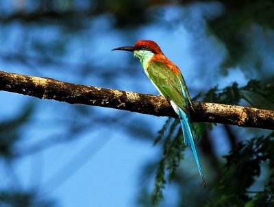 Blue-throated Bee-eater 3