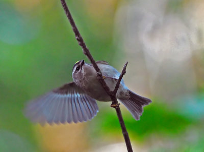 Golden Crowned Kinglet 6