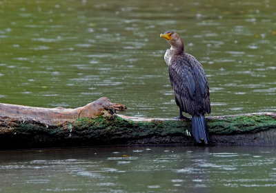 Double-Crested Cormorant 5